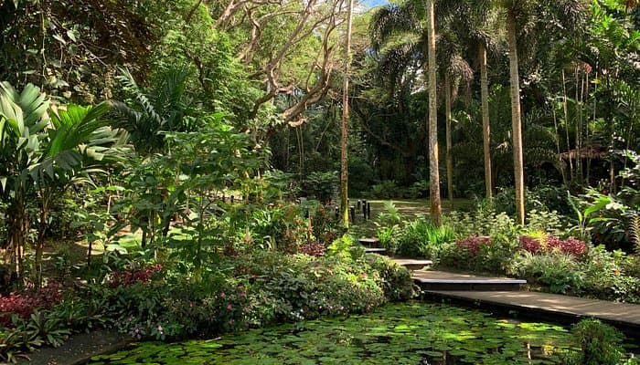 A lily pond and boardwalk among the tropical plants of the Garden of the Sleeping Giant