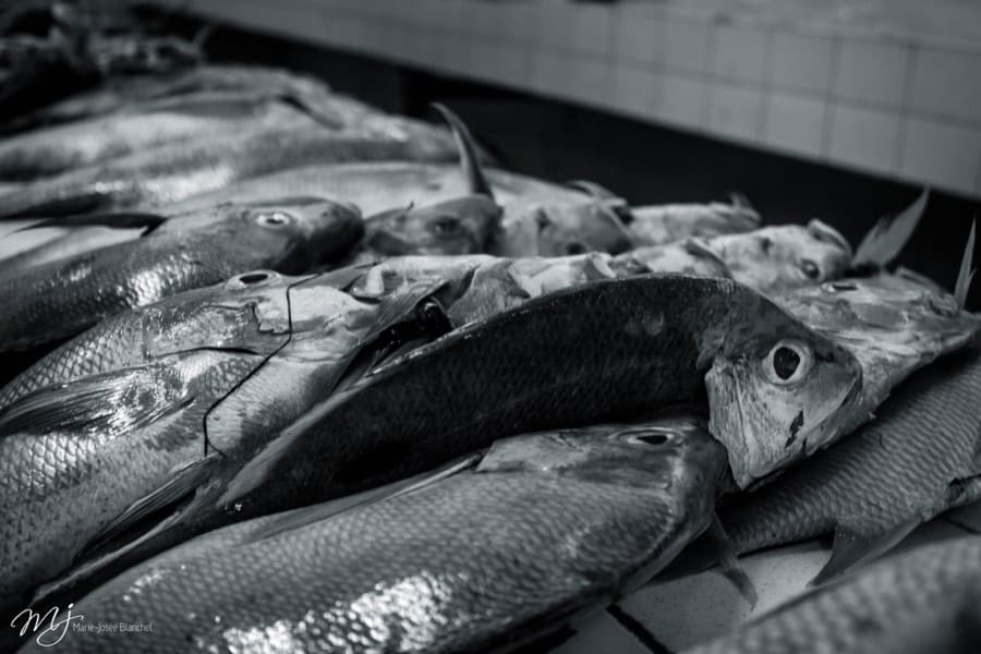 Fish for sale at Nadi fish market